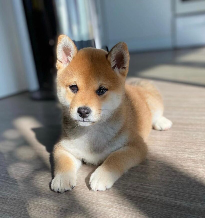 shiba inu puppies for sale