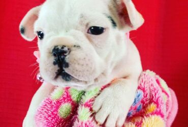 French bulldog puppies up for free adoption