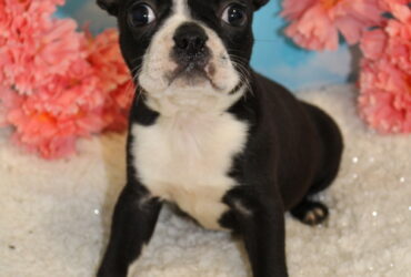 AKC Boston Terrier Puppies Ready Now For Sale