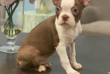 Gorgeous Boston Terrier puppies for sale