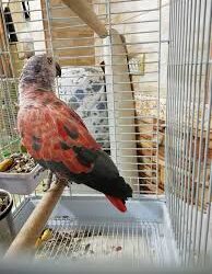 Red Factor African Congo Greys on sale