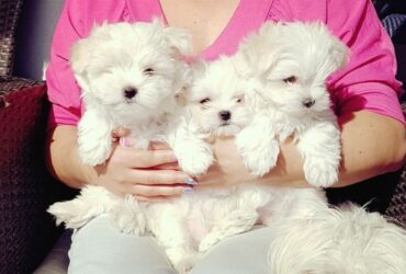 Gorgeous Maltese Puppies For Sale