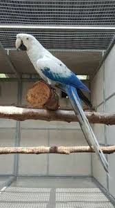 White and Blue Pet Macaw Parrots available