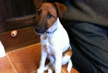 smooth fox Terrier puppies looking for new home