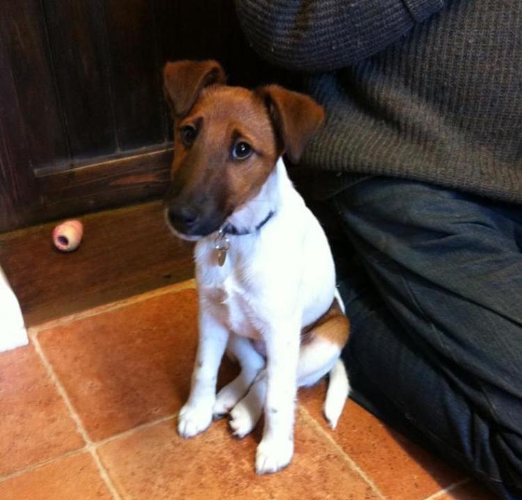 smooth fox Terrier puppies looking for new home