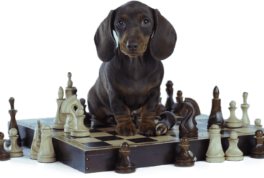 Brain Training For Dogs – Unique Dog Training Course! Easy Sell! (view mobile)