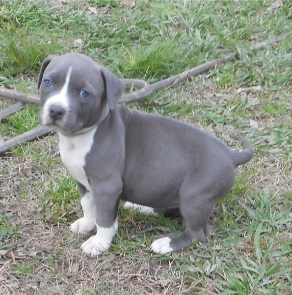 Beautiful males and female American Staffordshire Terrier puppies