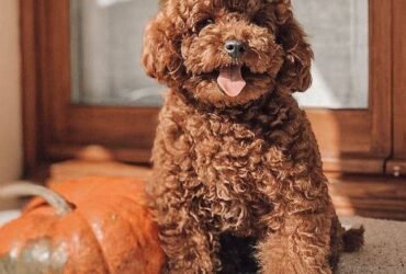Standard Red Poodle Puppies for sale