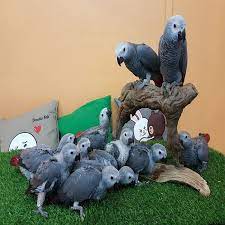 wide species of birds and parrots available for sale.