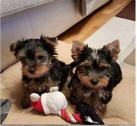 Two Teacup Yorkie Puppies Needs a New Family