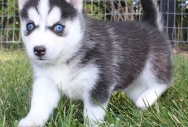 Amazing male and female Pomsky puppies Available.