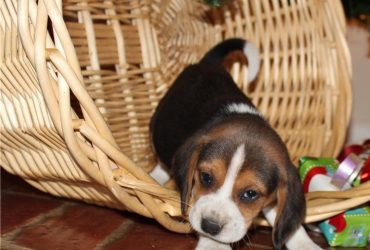 Beagle Puppies Available For Sale
