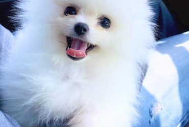 About Pomeranian contact:adoptionp096@gmail.com