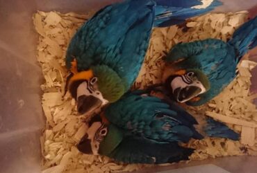 blue and gold macaw Ready.